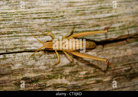 Große goldene Heuschrecke (Chrysochraon Dispar) Eiablage in einem Riss im Holz Stockfoto