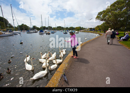 Mädchen, die Schwäne füttern, am Fluss Stour in Christchurch, Dorset beliebte Ruhestand Stadt an der Südküste von England, Vereinigtes Königreich Stockfoto