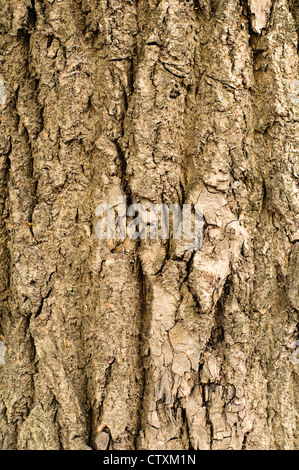 Rinde der Eiche strukturierte Oberfläche mit kleinen details Stockfoto