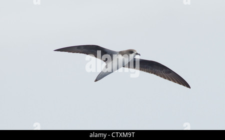 Zinos Petrel Pterodroma Madeira im Flug über das Meer in der Nähe von Madeira Stockfoto