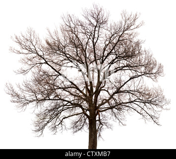 Eine Silhouette eines Baumes isoliert auf weißem Hintergrund Stockfoto