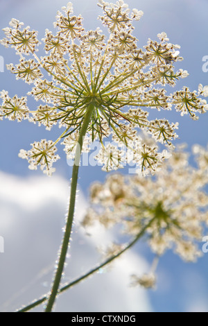 Sprinq Feldblumen in den blauen Himmel Stockfoto