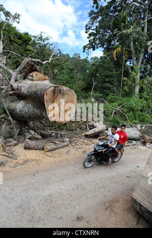 Zwei Männer auf einem Motorrad fahren durch einen großen umgestürzten Baum, der zuvor die Straße blockiert wurde. Stockfoto