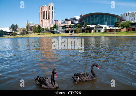 Schwarze Schwäne auf dem See Torrens mit Adelaide Skyline im Hintergrund Stockfoto