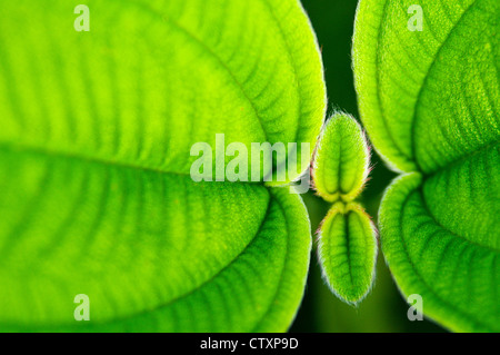 Atemberaubende grüne Blatt Makro erschossen zeigt die Textur und die leuchtenden Farben während eines Krieges und sonnigen Tag. Stockfoto