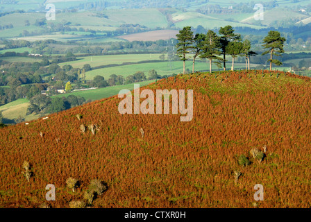 Ein Blick auf Colmers Hill Bridport Dorset UK Stockfoto