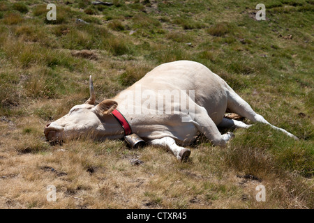 Eine blonde d ' Aquitaine-Kuh ruht in einer kompletten entspannten Position (westlichen Pyrenäen - Frankreich). Vache au Repos Dans Une Pâture. Stockfoto