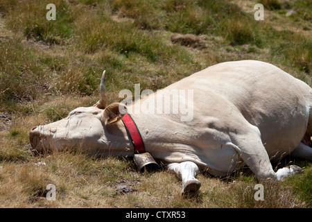 Eine blonde d ' Aquitaine-Kuh ruht in einer kompletten entspannten Position (westlichen Pyrenäen - Frankreich). Vache au Repos Dans Une Pâture. Stockfoto