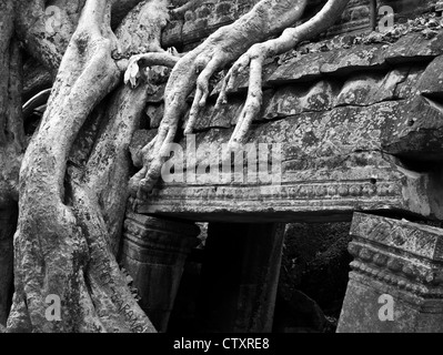 Seide - Cotton Tree Wurzeln wachsen über das innere Gehäuse Western Galerie, Ta Prohm Tempel, Angkor, Kambodscha Stockfoto