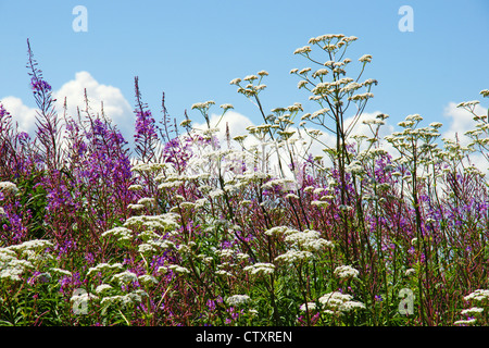 Schöne Blumenkarte mit lila Weidenröschen und weiße Baldrian Wildblumen gegen den blauen Himmel. Stockfoto