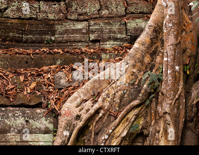 Seide - Cotton Tree Wurzeln wachsen über die Mauern von Ta Prohm Tempel, Angkor, Kambodscha Stockfoto