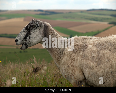Ein Schaf auf der South Downs Way, East Sussex schaut hinunter ins Tal. Stockfoto
