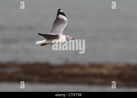 Grey-headed Gull (Chroicocephalus Cirrocephalus) Stockfoto