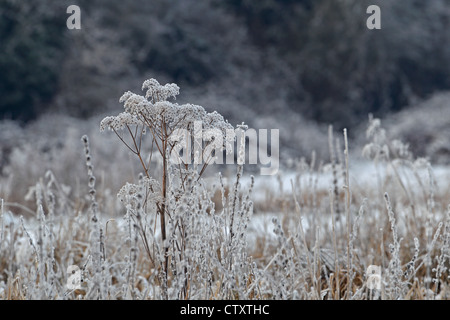 Raureif auf Pflanzen Stockfoto