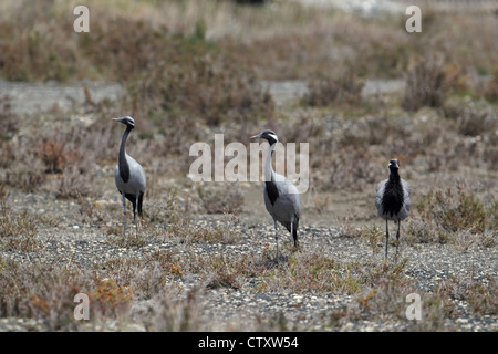 Demoiselle Kran (Anthropoides Virgo) Stockfoto