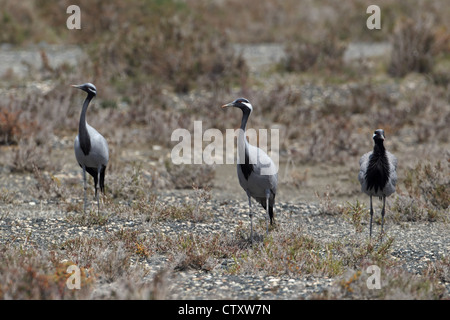 Demoiselle Kran (Anthropoides Virgo) Stockfoto