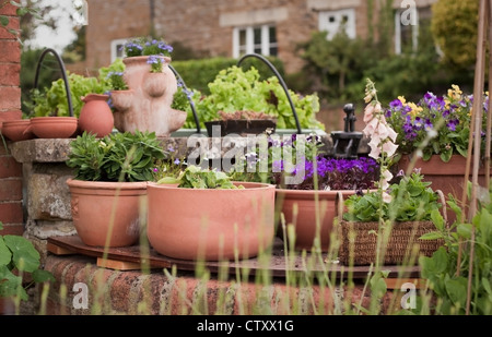 Terrakotta-Container Gartenarbeit, Oxfordshire, Vereinigtes Königreich, Anzeige jährliche blauen Lobelien und traditionellen Bratschen, Juni Stockfoto