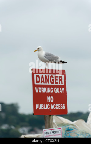 Möwe auf einem Schild Warnung Hafen in Padstow Cornwall UK Stockfoto