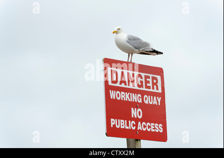 Möwe auf einem Schild Warnung Hafen in Padstow Cornwall UK Stockfoto