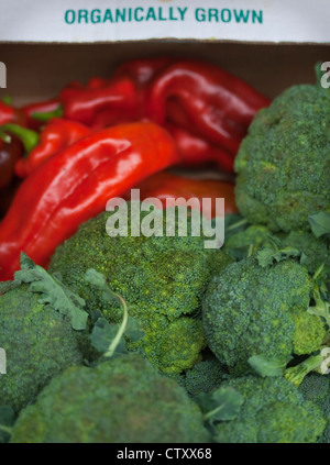 Biologisch angebaute Gemüse worunter süße Paprika und Brokkoli, Devon, UK Stockfoto