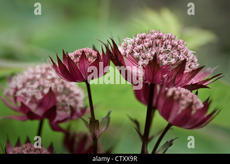 Astrantia Major 'Hadspen Blood' dunkelrot und rotbraun blüht teilweise Sonne, Gruppe, Pflanzung, South Devon, Vereinigtes Königreich. Juni Stockfoto