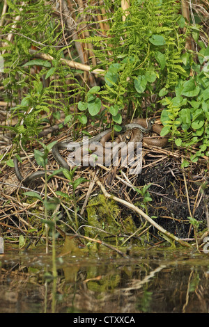 Grasschlange (Natrix natrix) mehrere Sonnenbaden Stockfoto