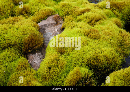 Nahaufnahme Bodenmoos abstrakte Muster Nahaufnahme, Cetraria Islandica, Pflanzen, die Lava und Felsen in einem Moor abstrakt bedecken, Island, Europa, Isländisch Stockfoto