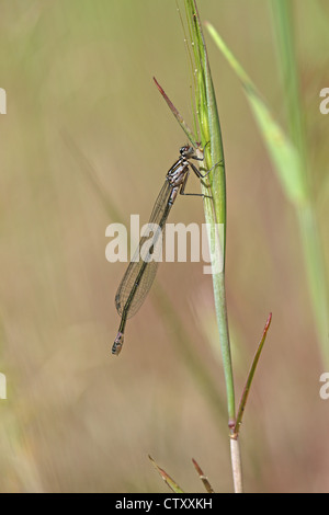 Variable Damselfly oder Variable Bluet (Coenagrion Pulchellum) Stockfoto