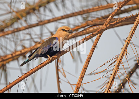 Blau-bellied Roller (Coracias Cyanogaster) Stockfoto