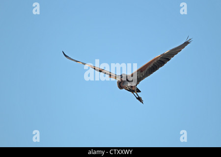 Purpurreiher (Ardea Purpurea) Stockfoto