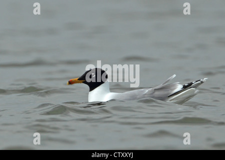 Große Black-headed Gull oder Pallas die Möwe (Ichthyaetus Ichthyaetus) Stockfoto