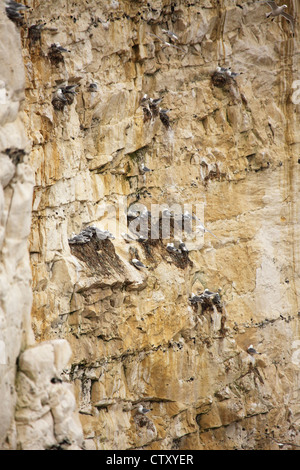 Dreizehenmöwen brüten auf weißen Kreidefelsen am Seaford in East Sussex, England. Stockfoto