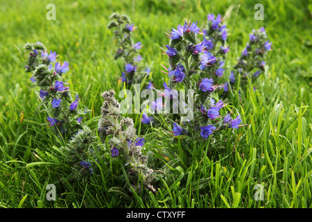 Wildblumen am Beachy Head in East Sussex, England. Stockfoto