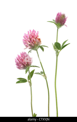 Klee-Blüten und Blätter isoliert gegen weiß Stockfoto