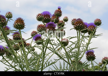 Karde, Cynara Cardunculus, Asteraceae. Europa und dem Nahen Osten. Stockfoto