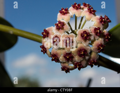 Die Blüte einer Pflanze Hoya Stockfoto