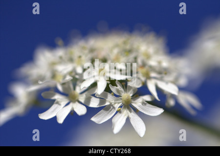 Eine Nahaufnahme von einem Spray gegen ein strahlend blauer Himmel, weiße Blüten mit einer geringen Schärfentiefe. Stockfoto