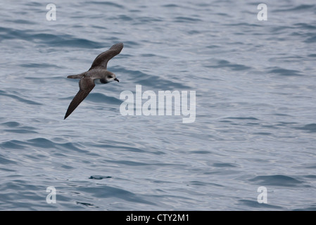 Soft-plumaged Petrel (Pterodroma Mollis Mollis) im Flug über die Scotia Meer. Stockfoto