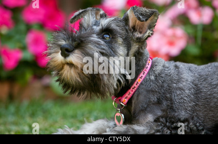 Zwergschnauzer, im Alter von 6 Wochen. Stockfoto