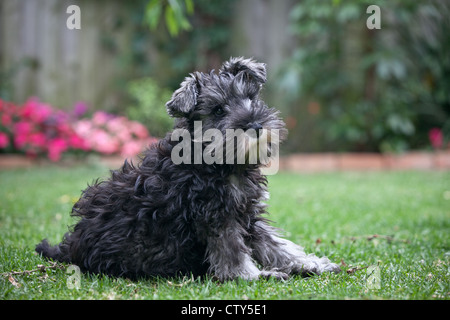 Zwergschnauzer, im Alter von 6 Wochen. Stockfoto