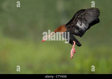 Schwarzbäuchigen Pfeifen-Ente - im Flug Dendrocygna Autumnalis Brazos Bend State Park, Texas, USA BI022748 Stockfoto