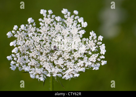 Daucus Carota. Wilde Möhre wächst auf einer Wiese. Stockfoto