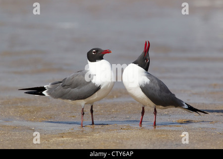 Lachend Gull - Balz Verhalten Larus Atricilla South Padre Island Texas, USA BI022906 Stockfoto