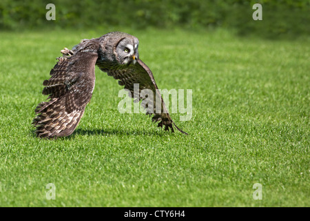 Großen grau-Eule im Flug Stockfoto