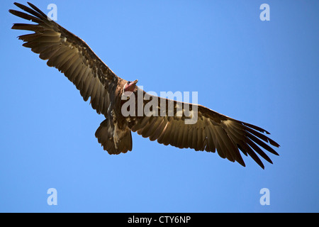 Mit Kapuze Geier im Flug Stockfoto