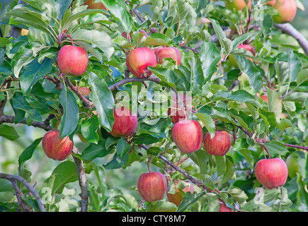 Apple Garten voller abgelagertem rote Äpfel Stockfoto