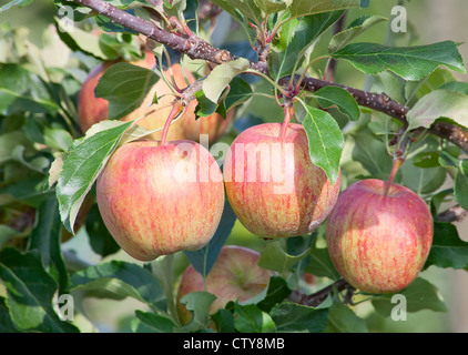 Apple Garten voller abgelagertem rote Äpfel Stockfoto