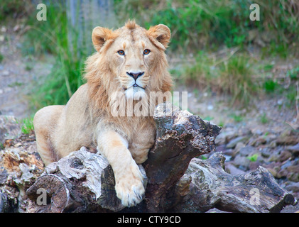 Junger Löwe im Zoo Zürich geboren Stockfoto