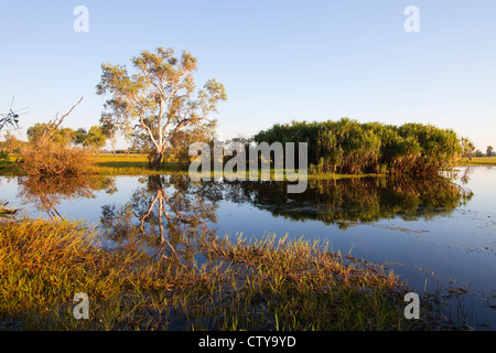 gelbes Wasser Billabong, Australien Stockfoto