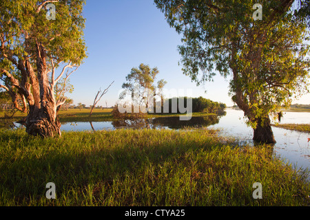 gelbes Wasser Billabong, Australien Stockfoto